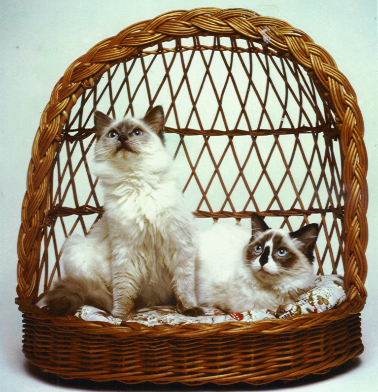 Ragdoll — 6