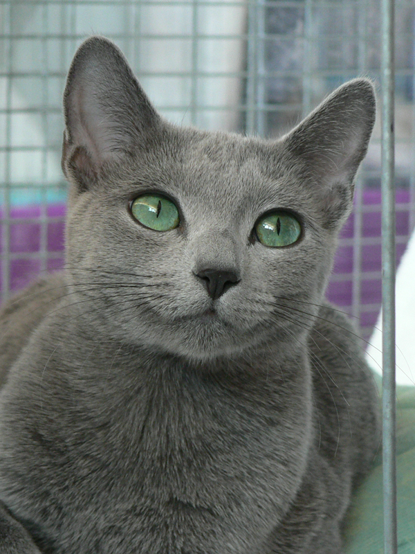 Russian Blue — 1
