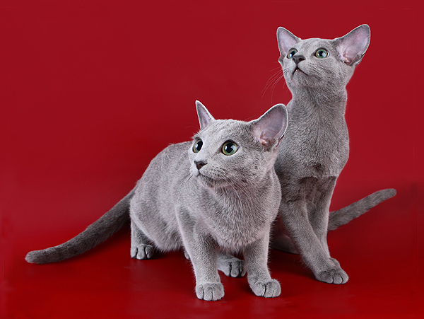 Russian Blue — 2