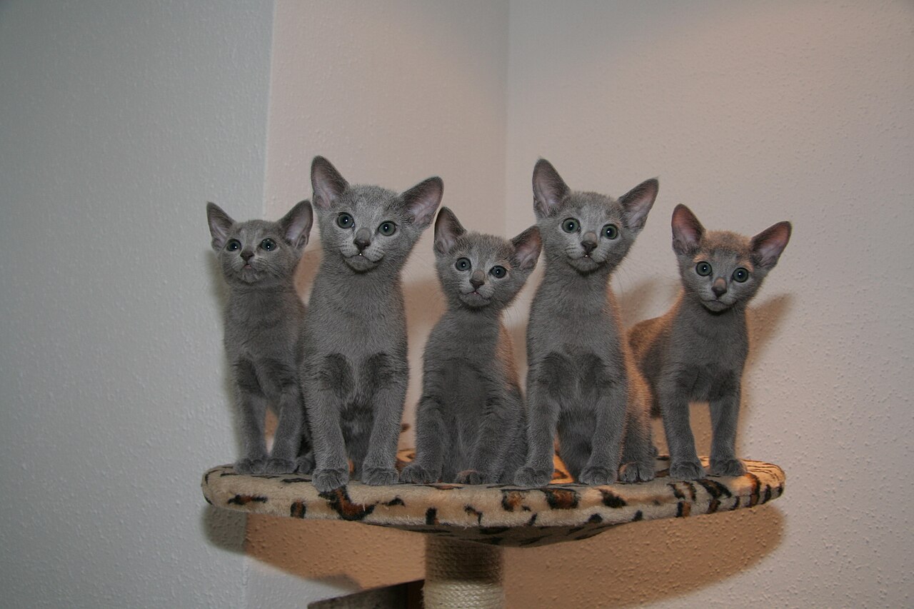 Russian Blue — 3