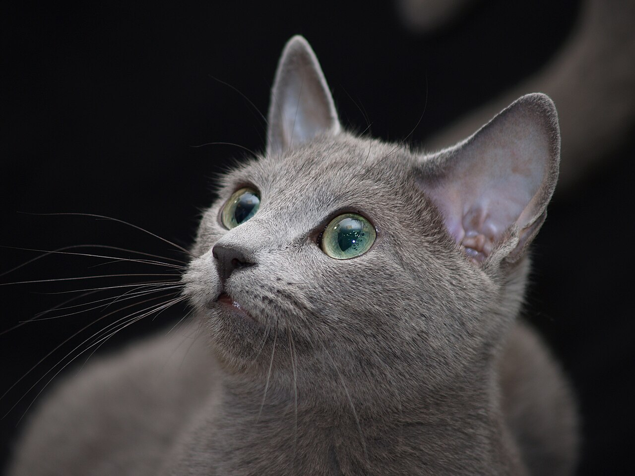 Russian Blue — 4