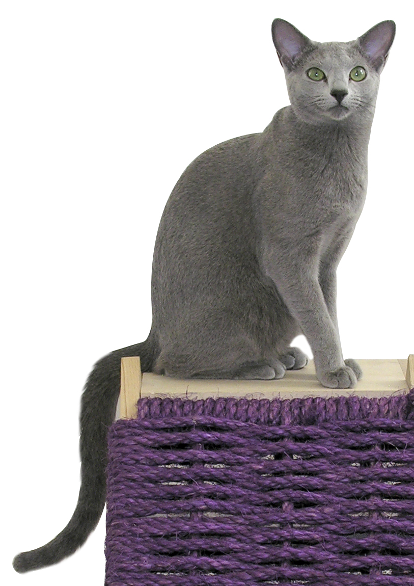Russian Blue — 6