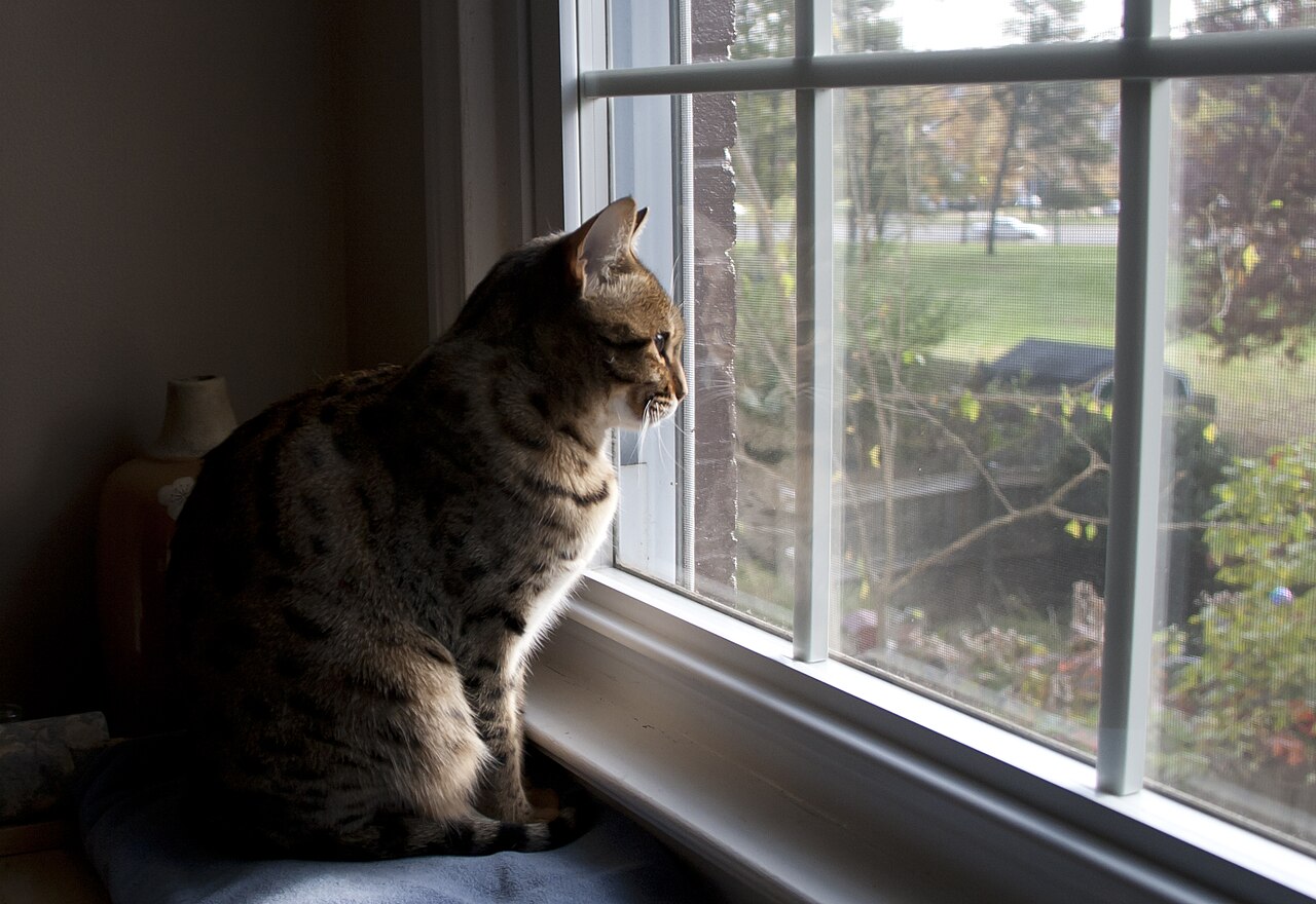 Savannah — 5