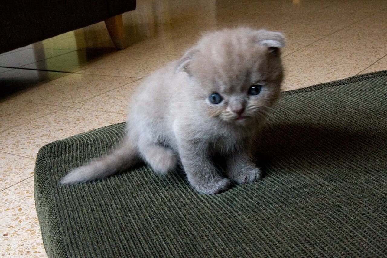 Scottish Fold — 1