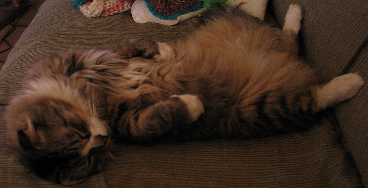 Scottish Fold — 2