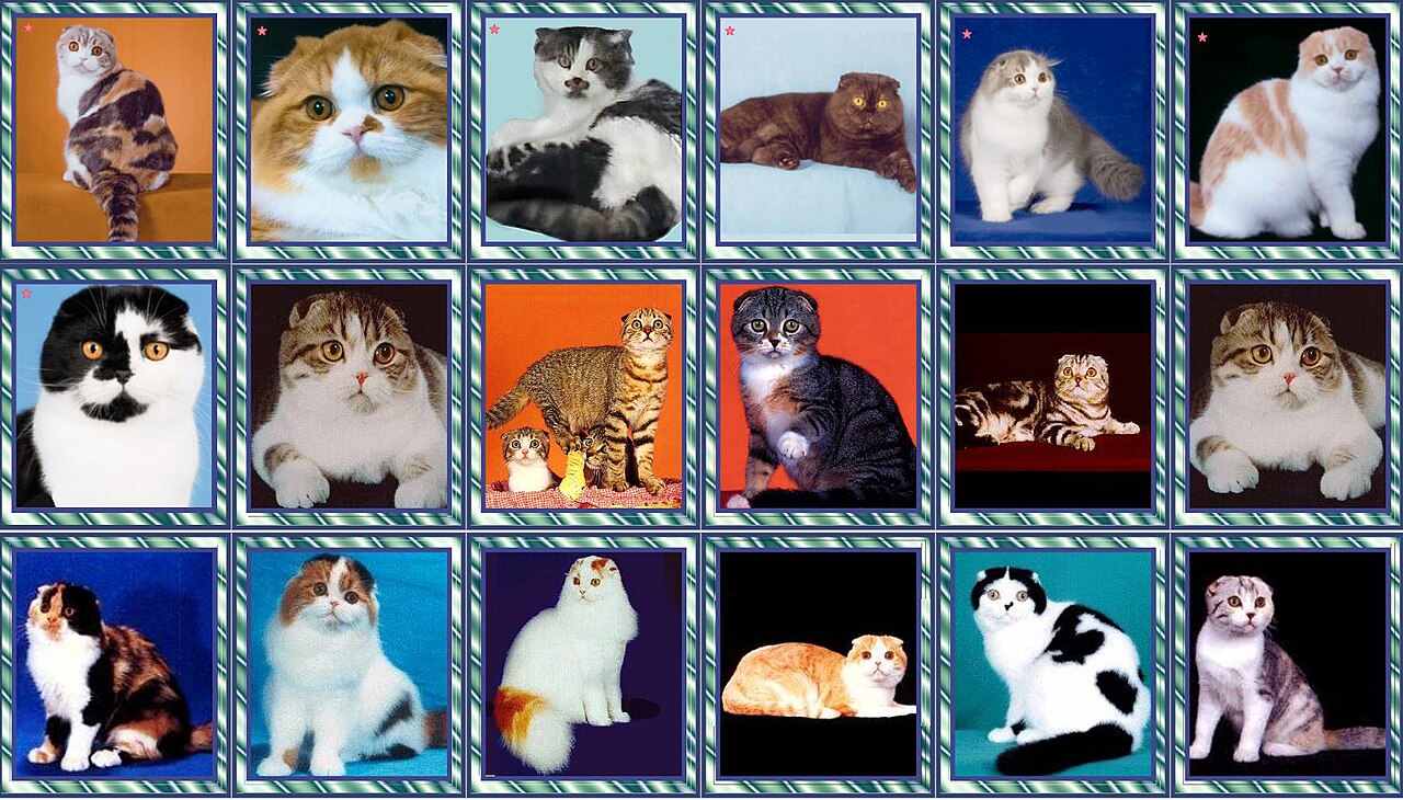 Scottish Fold — 3