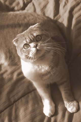 Scottish Fold — 4