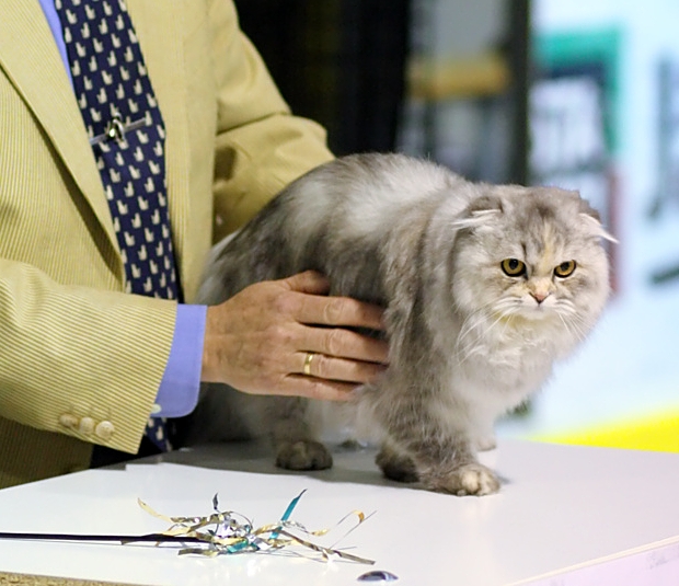 Scottish Fold — 5