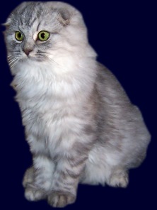 Scottish Fold — 6