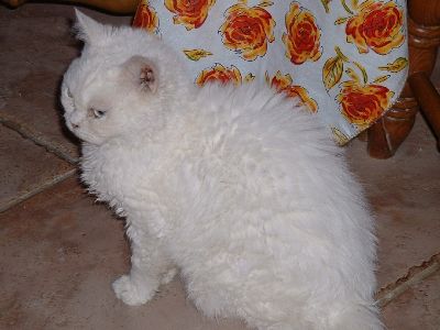 Selkirk Rex — 1