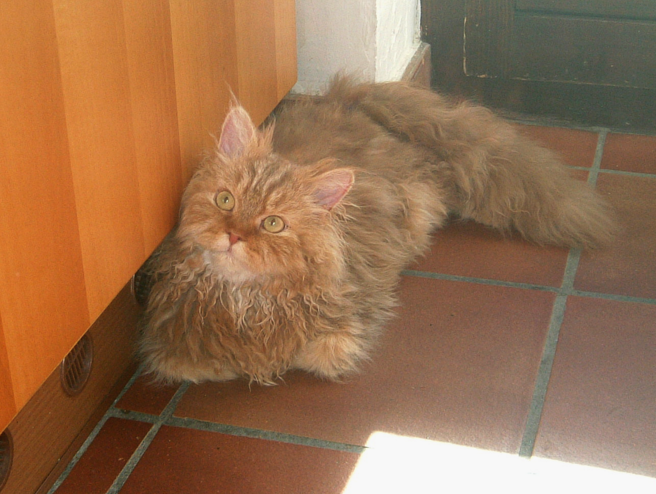 Selkirk Rex — 2