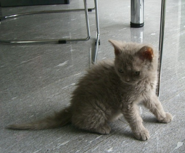 Selkirk Rex — 3