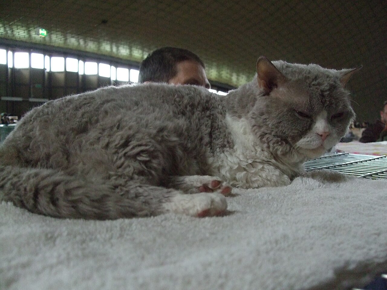 Selkirk Rex — 4