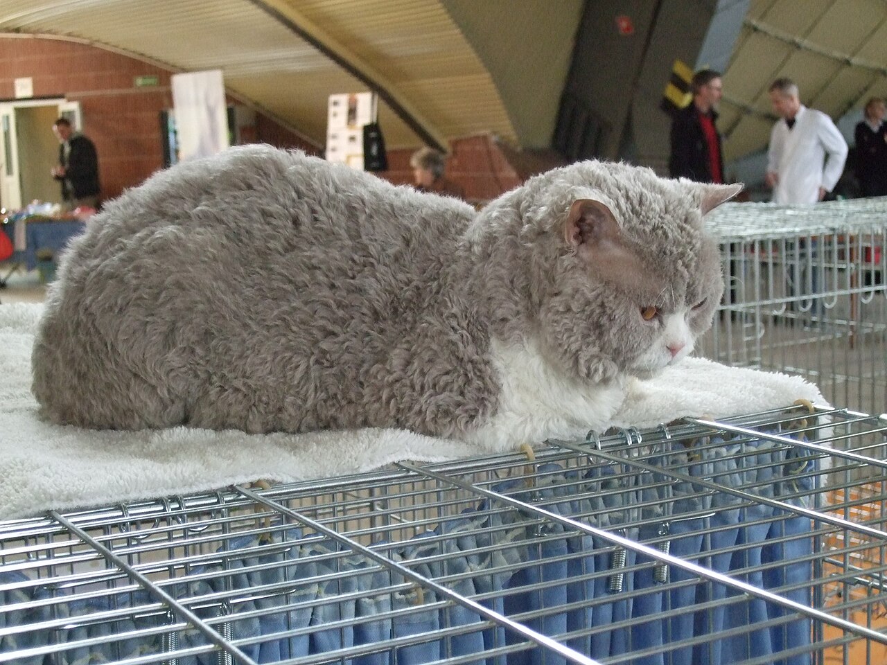 Selkirk Rex — 5