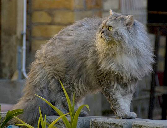 Selkirk Rex — 6
