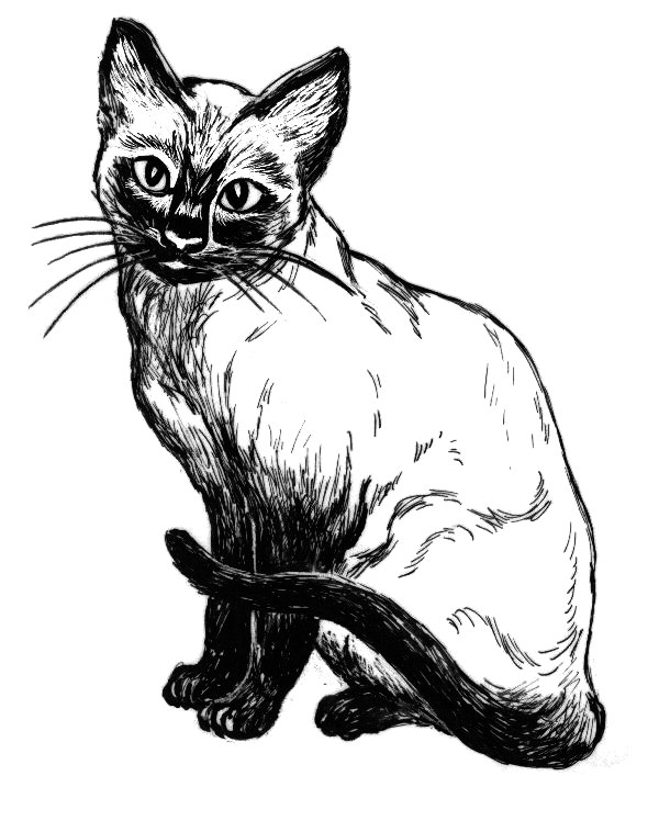 Siamese — 1