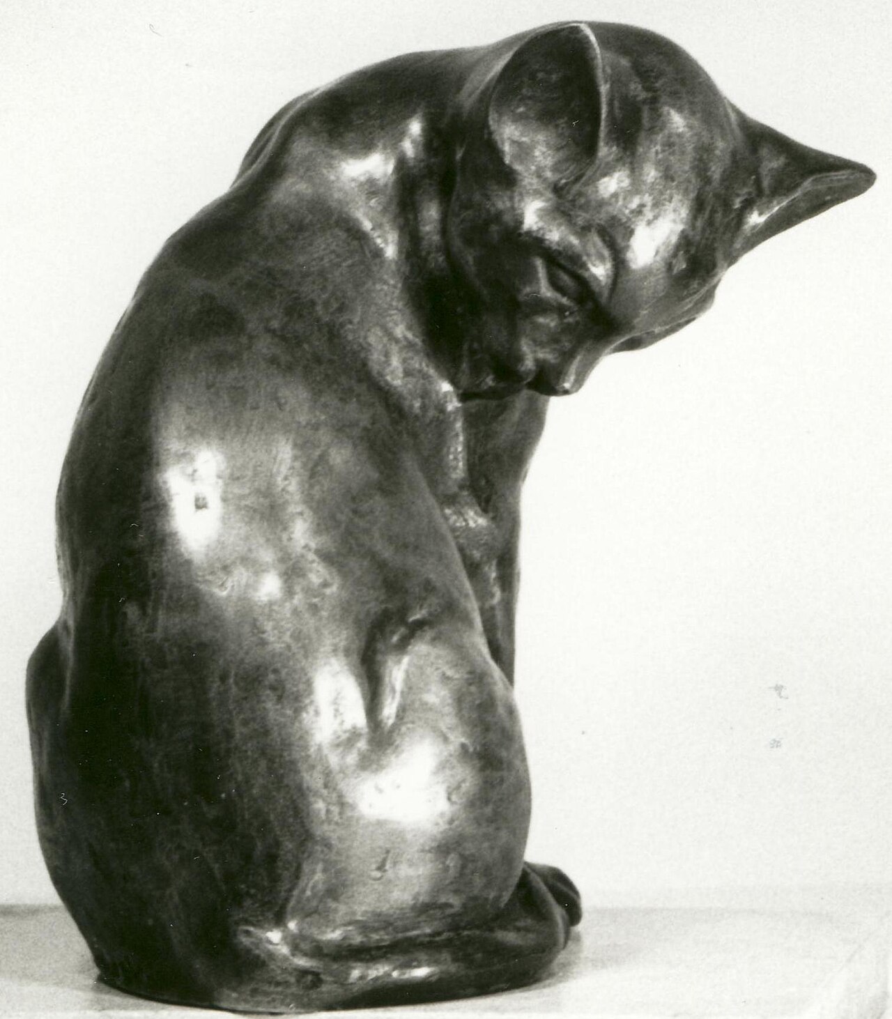Siamese — 2