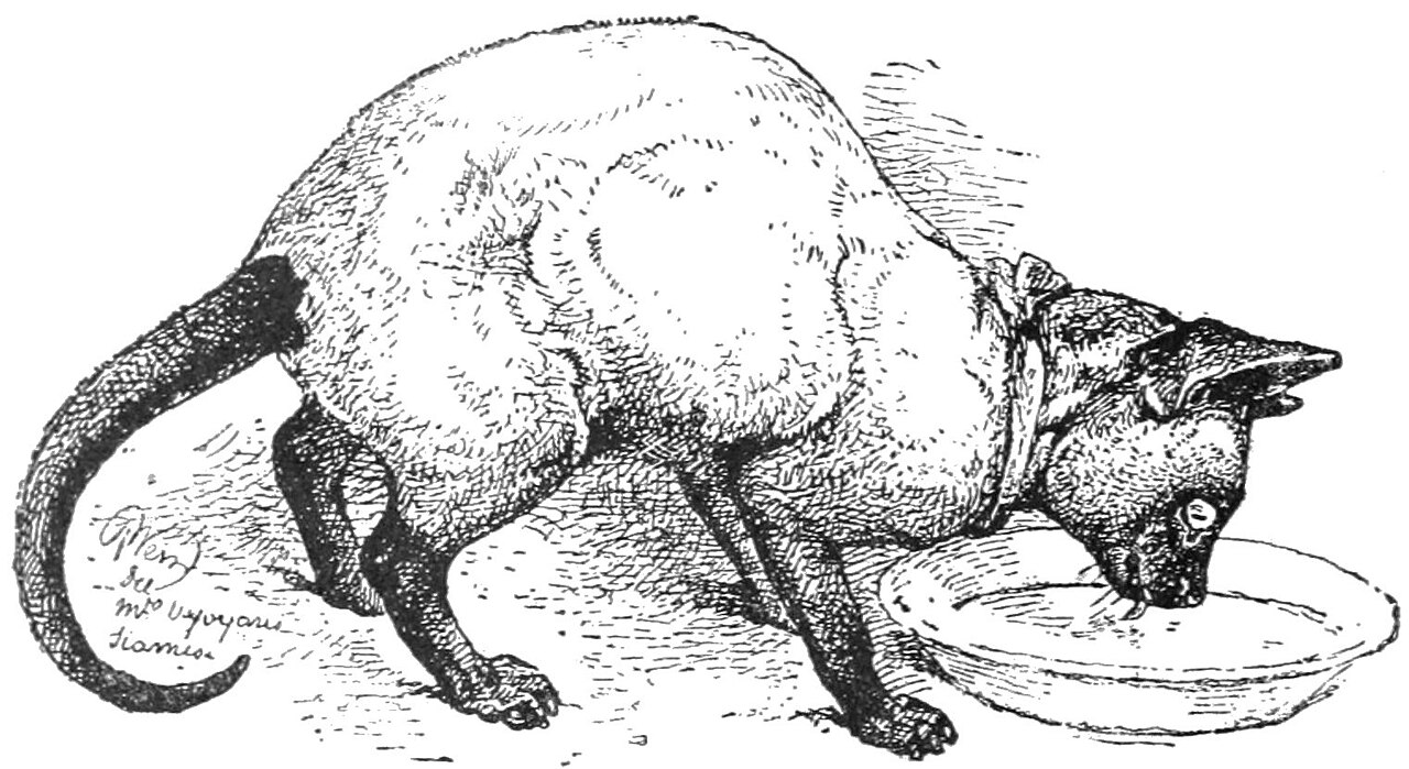 Siamese — 6