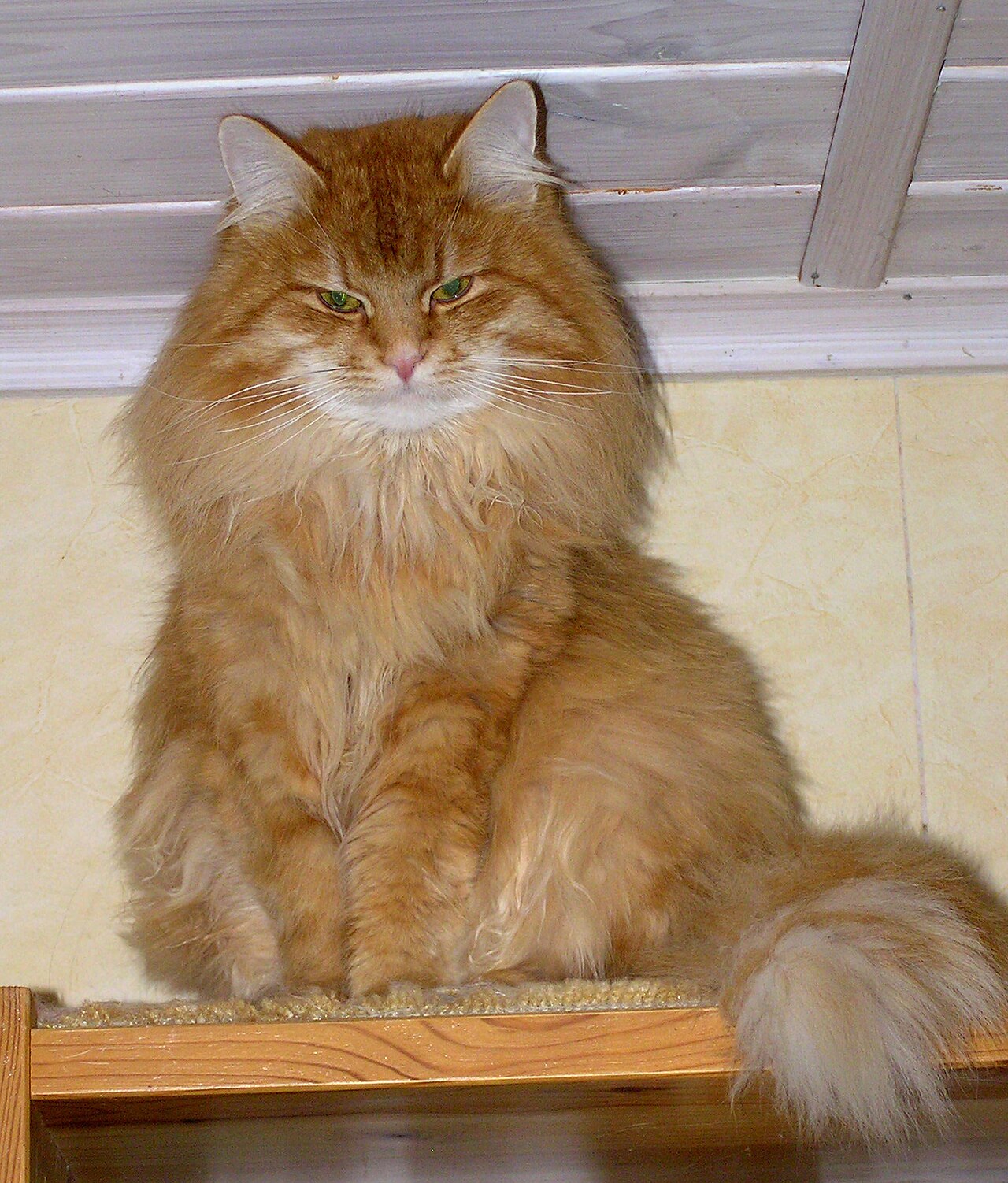 Siberian — 2