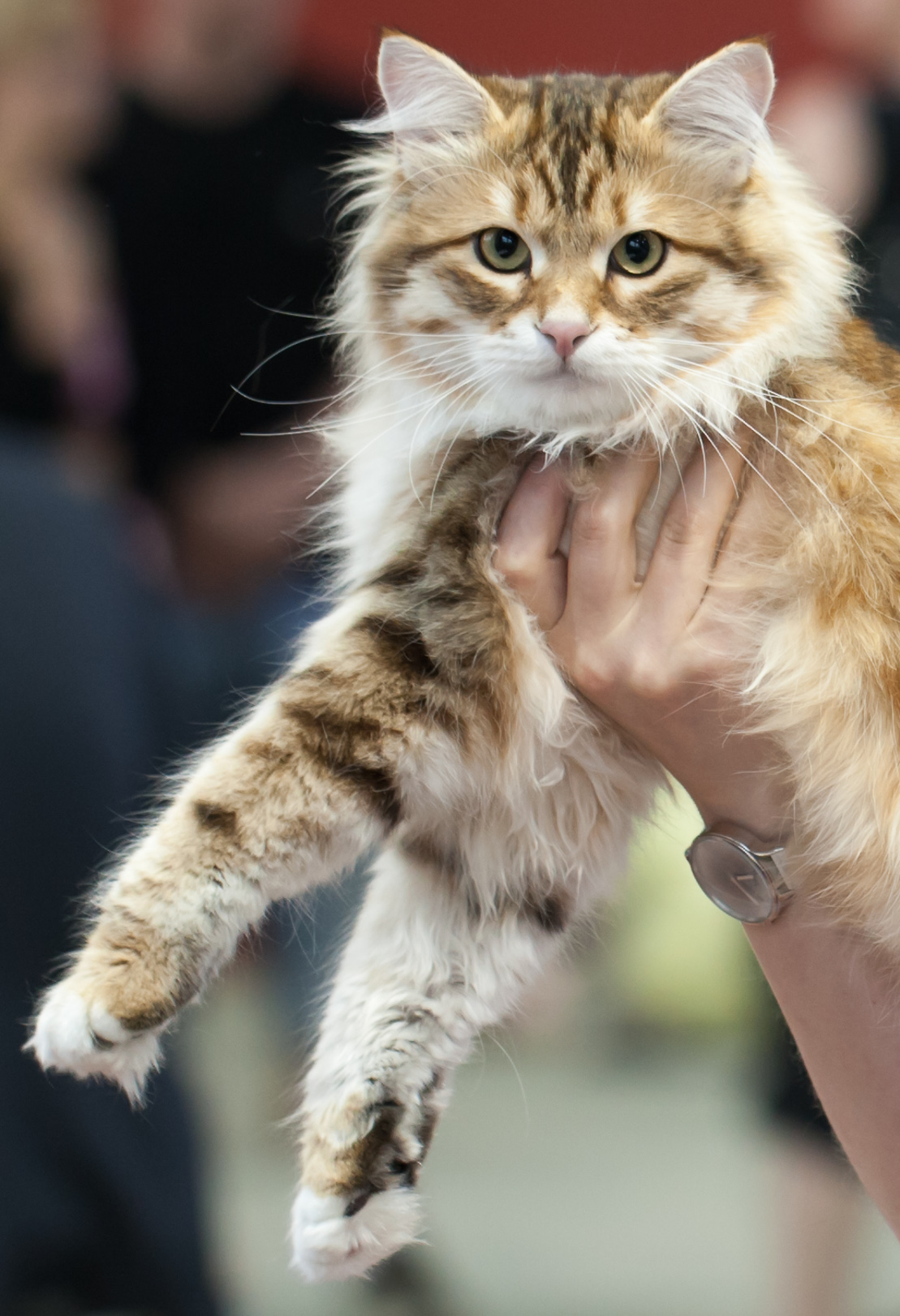 Siberian — 3
