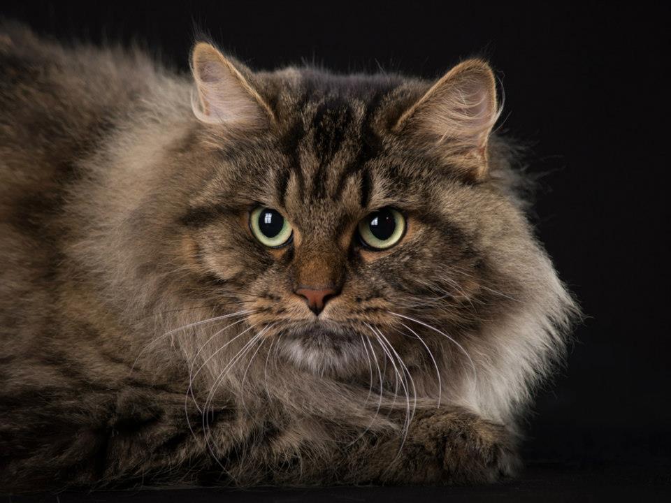 Siberian — 4
