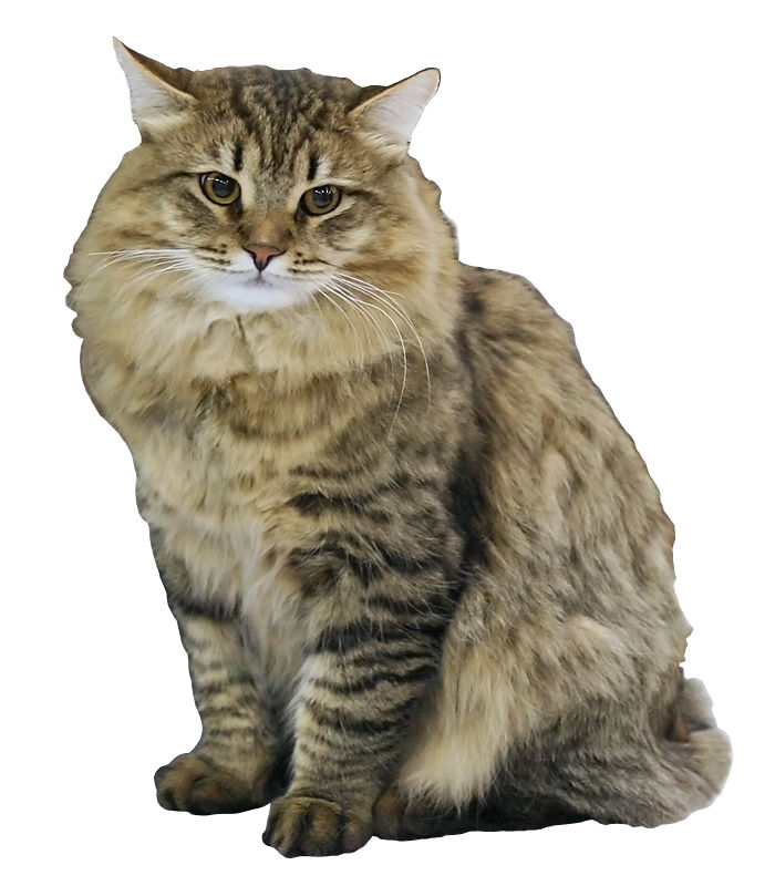 Siberian — 5