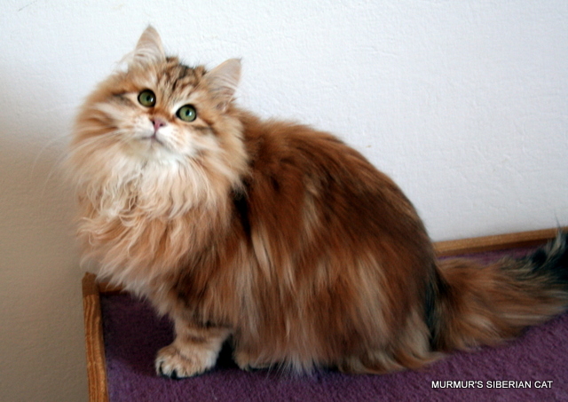 Siberian — 6
