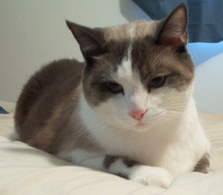 Snowshoe — 1