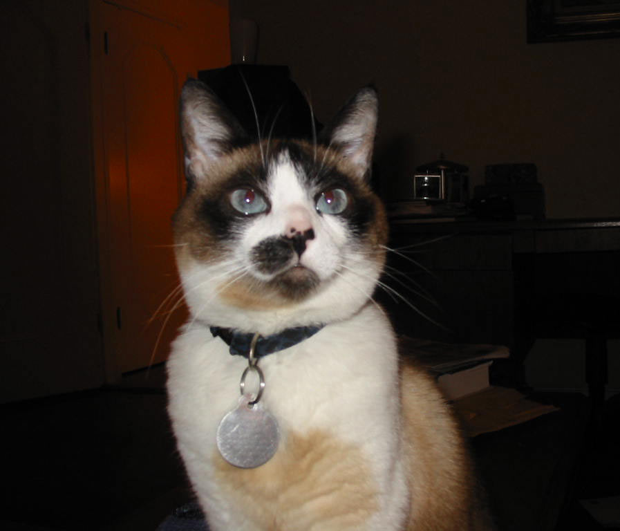 Snowshoe — 2