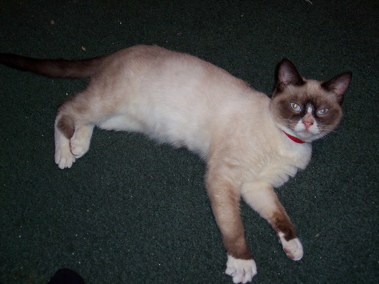 Snowshoe — 3