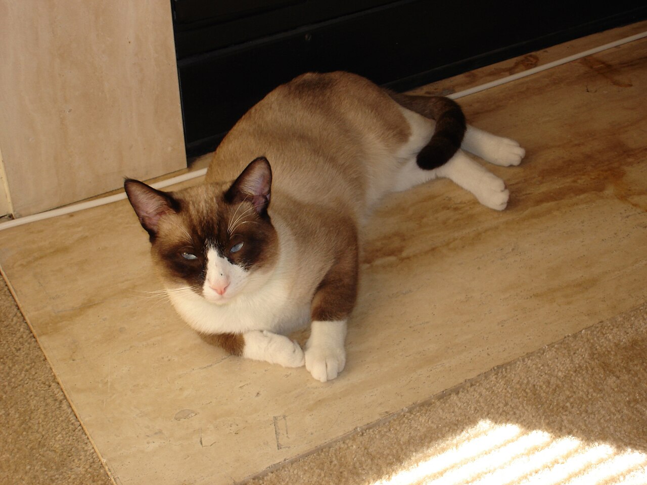 Snowshoe — 4