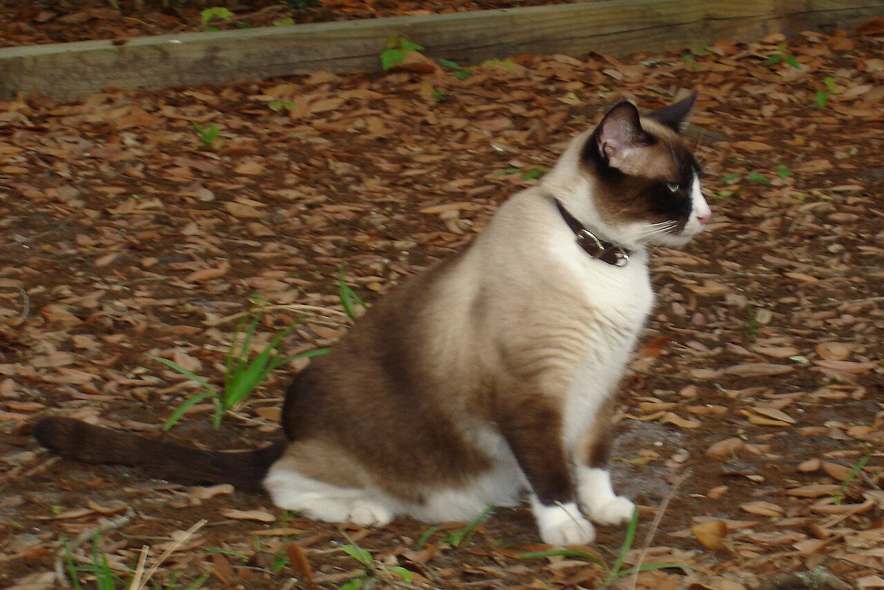 Snowshoe — 5