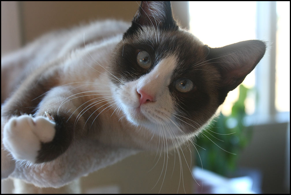 Snowshoe — 6