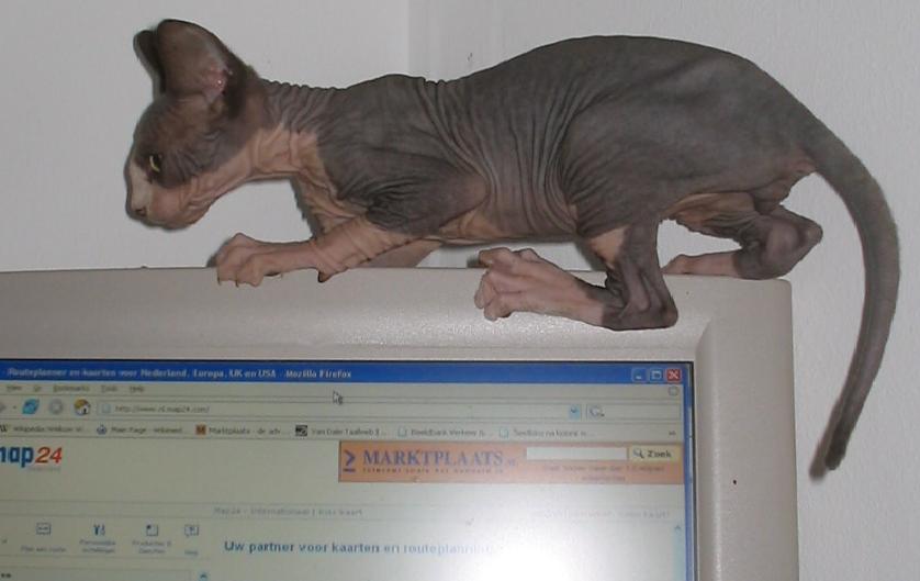 Sphynx — 1