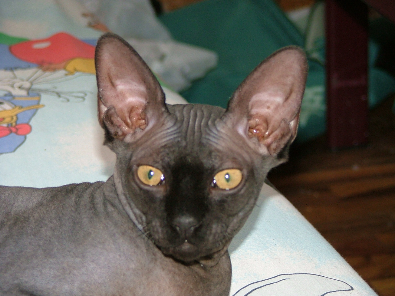 Sphynx — 2