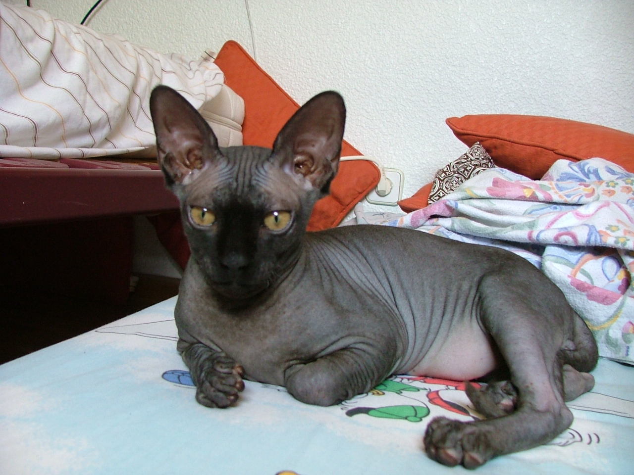 Sphynx — 3