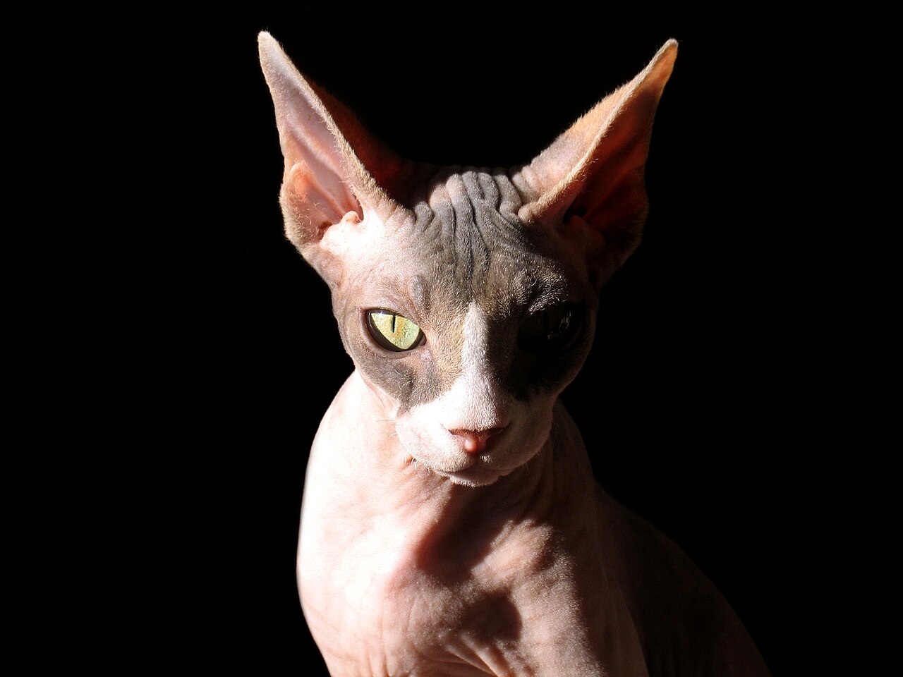 Sphynx — 4