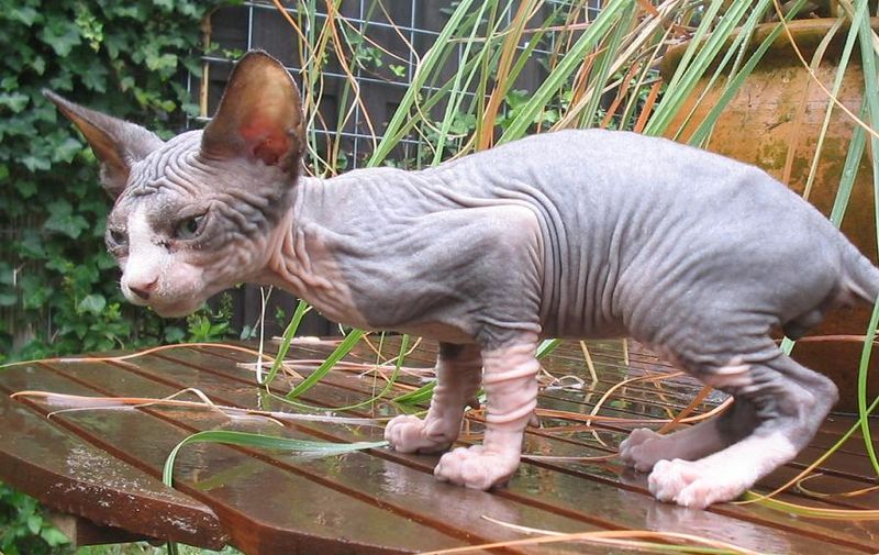 Sphynx — 5