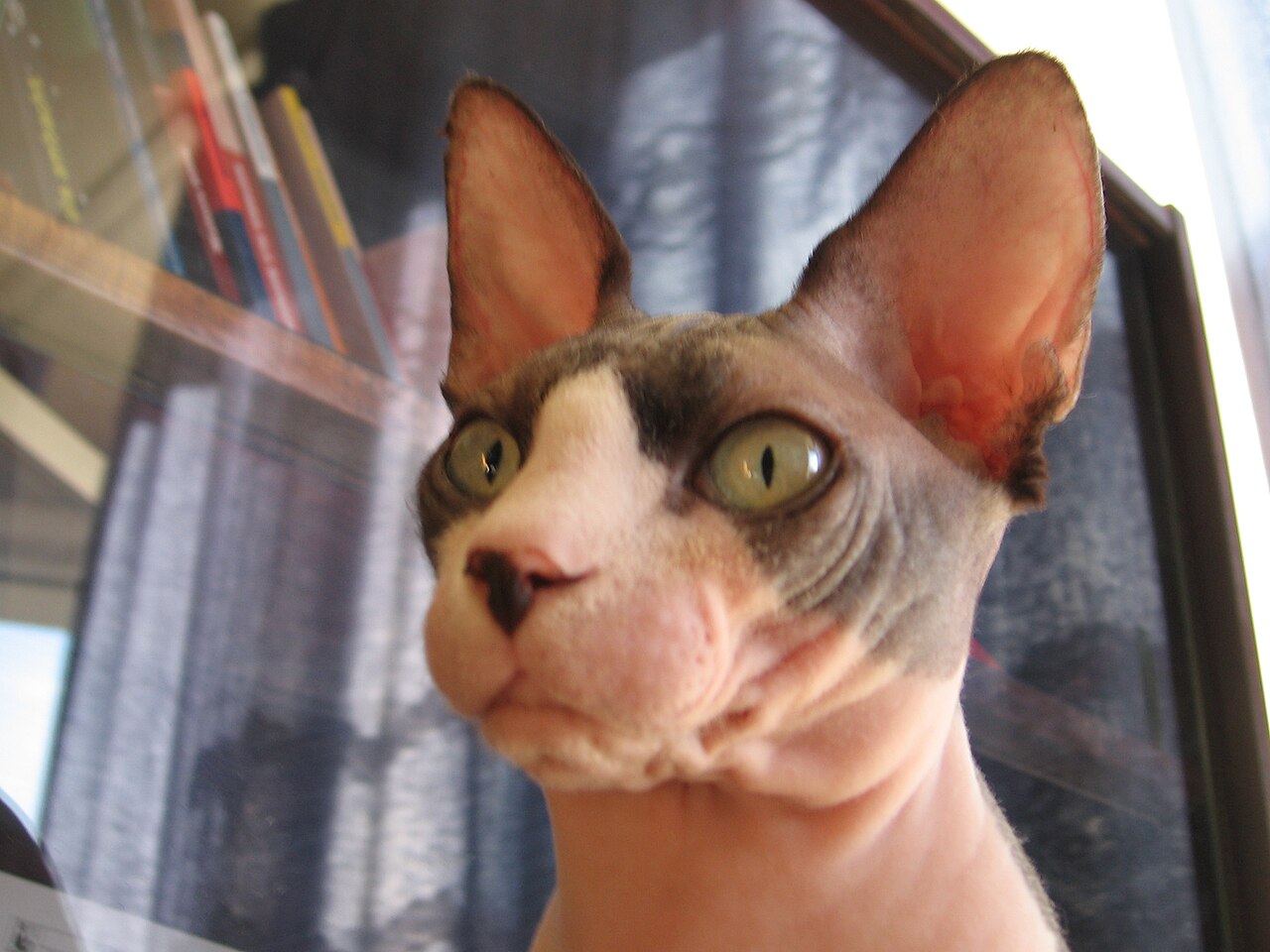 Sphynx — 6