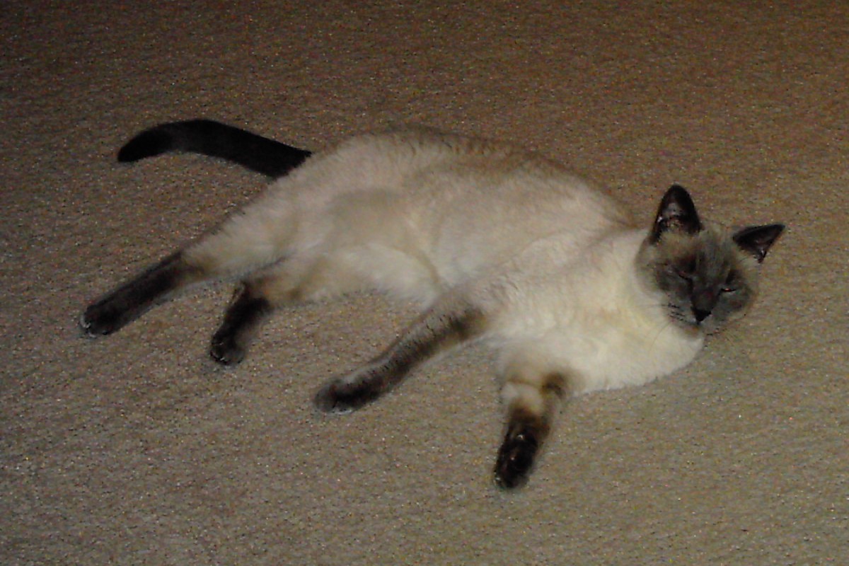 Tonkinese — 2