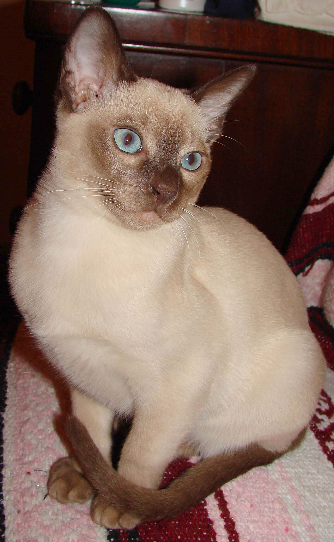 Tonkinese — 3