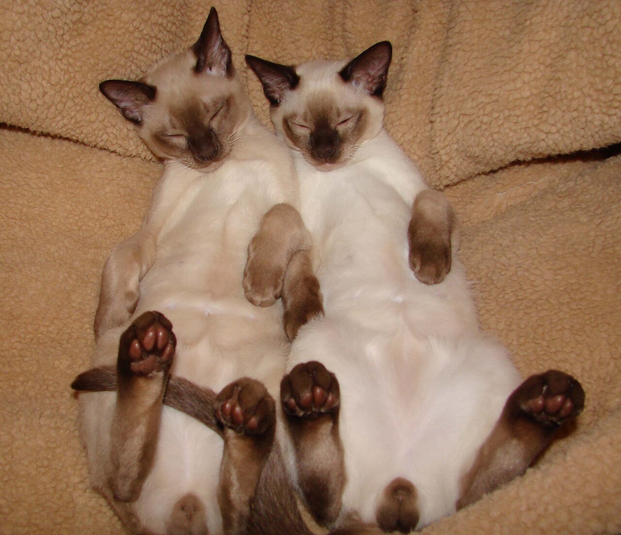 Tonkinese — 4