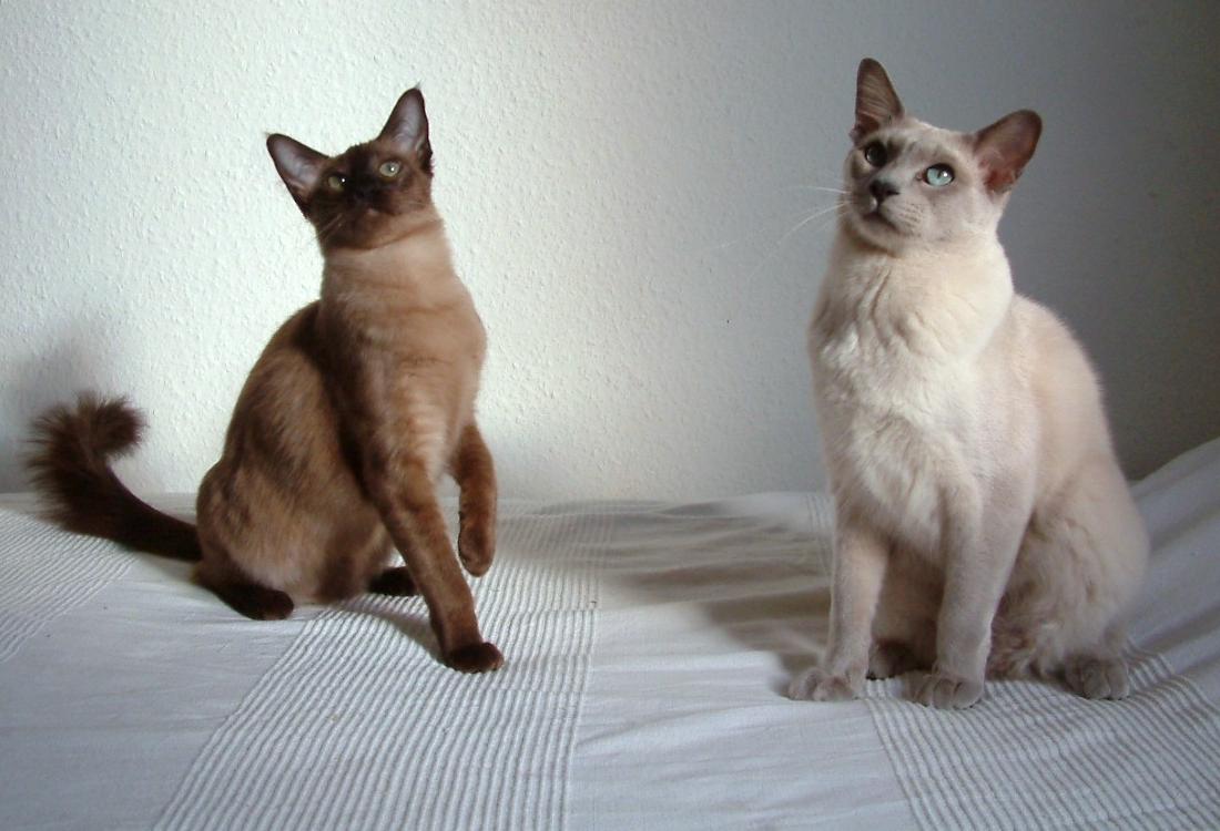 Tonkinese — 5