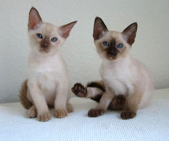 Tonkinese — 6