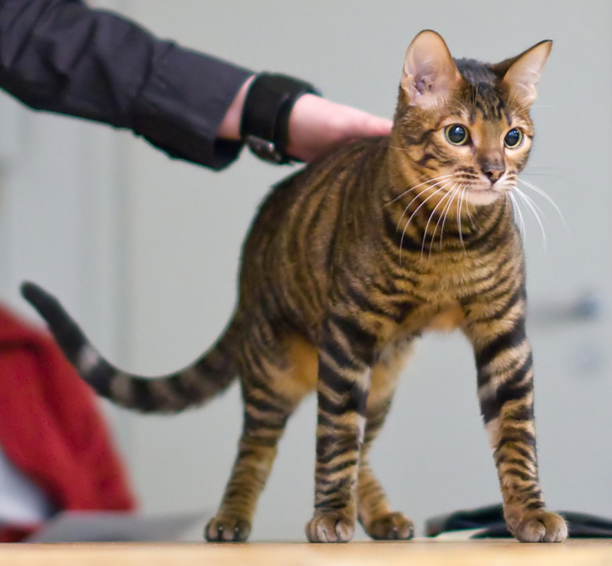 Toyger — 1