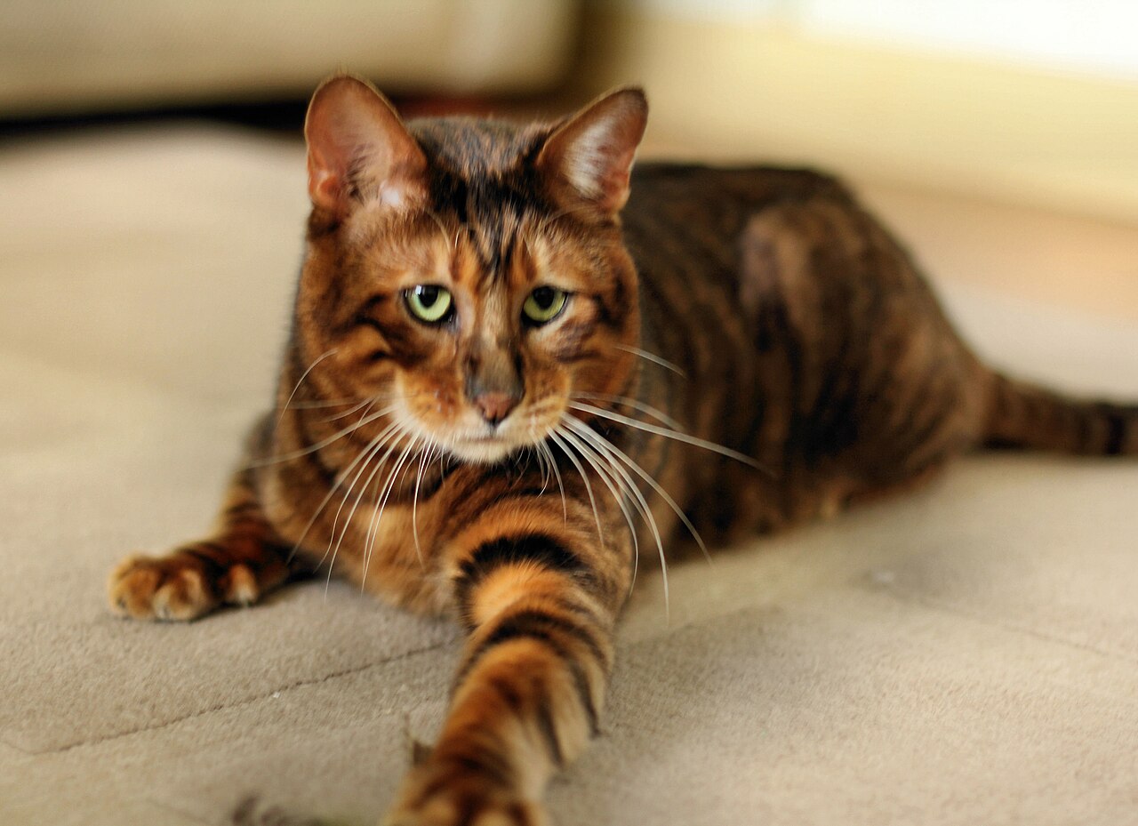Toyger — 2