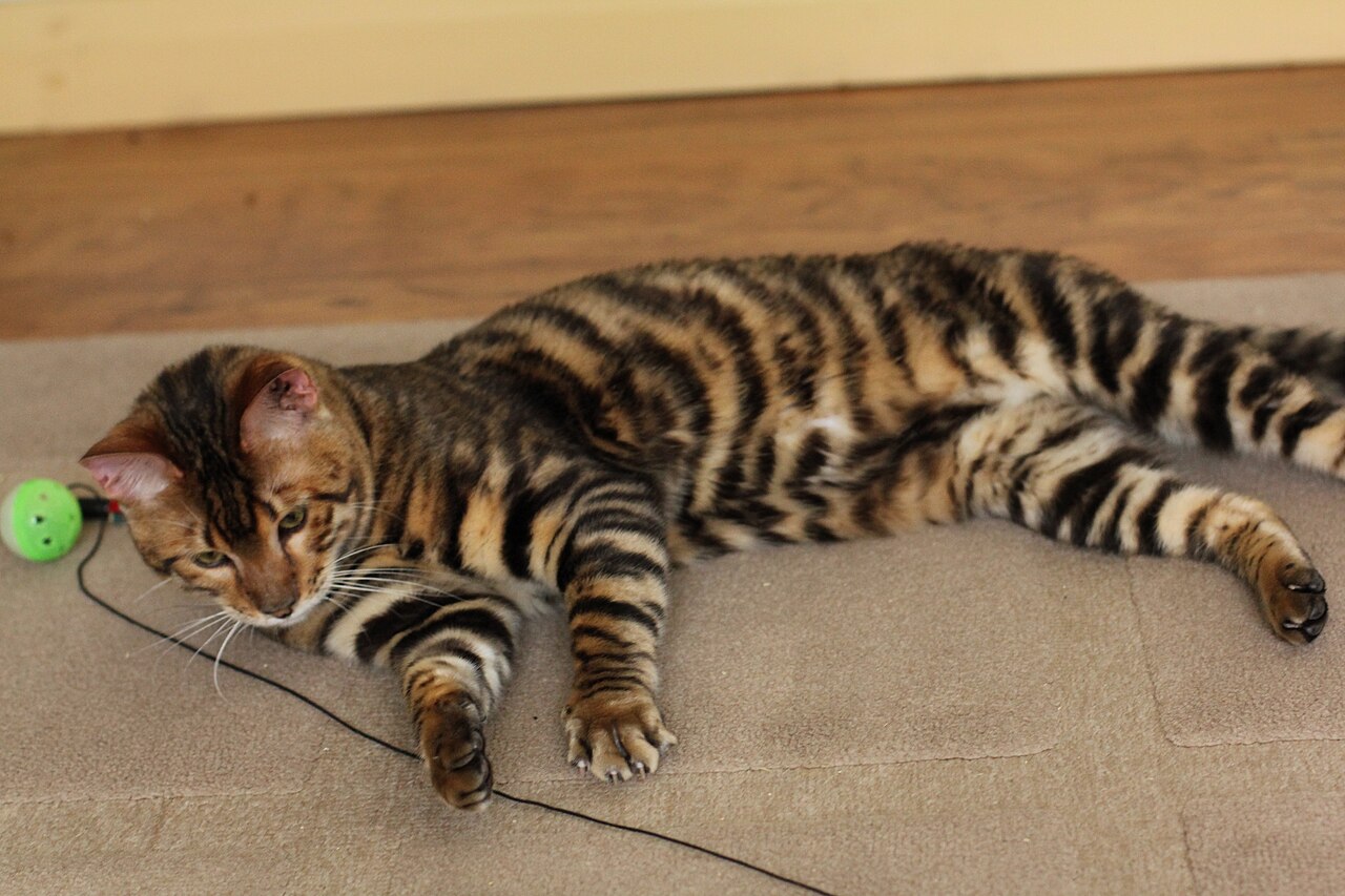 Toyger — 3