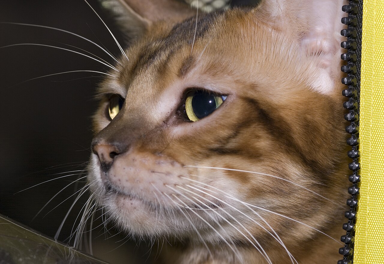 Toyger — 4