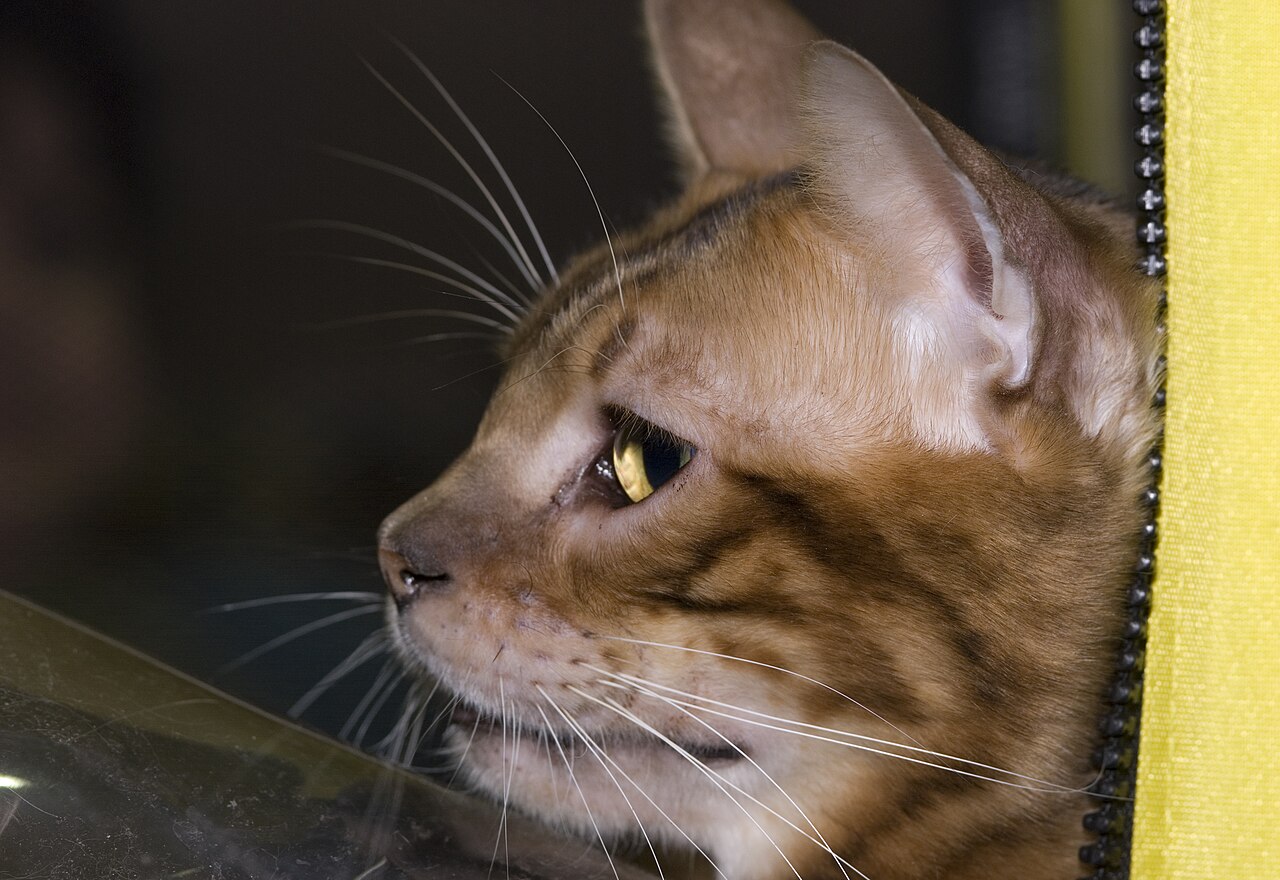 Toyger — 5