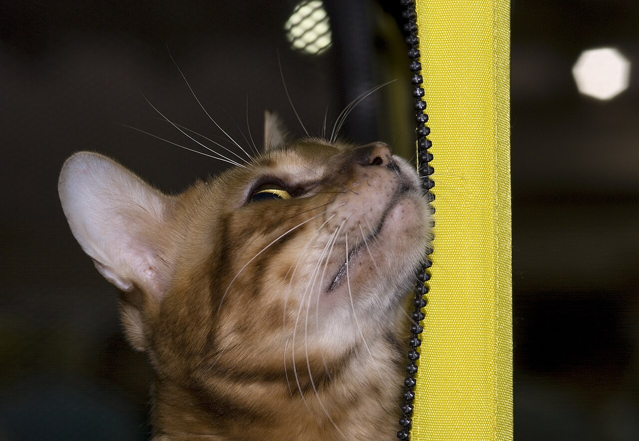 Toyger — 6